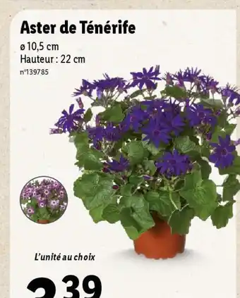 Lidl Aster de Ténérife offre