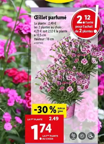 Œillet parfumé