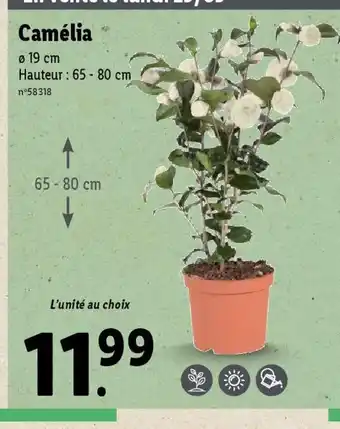 Lidl Camélia offre
