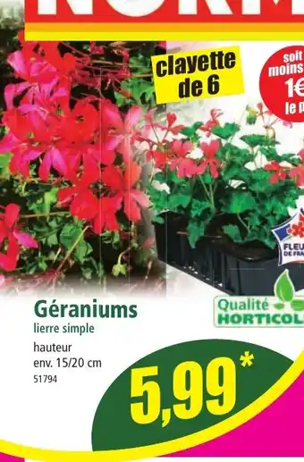 Norma Géraniums offre