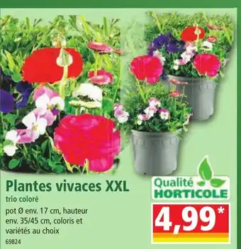 Norma Plantes vivaces XXL offre