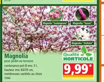 Magnolia