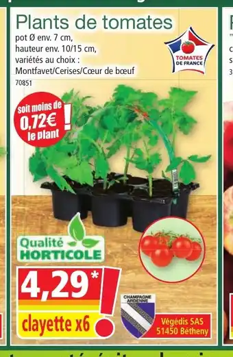 Norma Plants de tomates offre