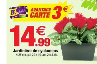 Jardinière De Cyclamens