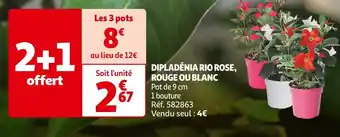 Auchan DIPLADÉNIA RIO ROSE, ROUGE OU BLANC offre