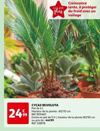 Auchan CYCAS REVOLUTA offre