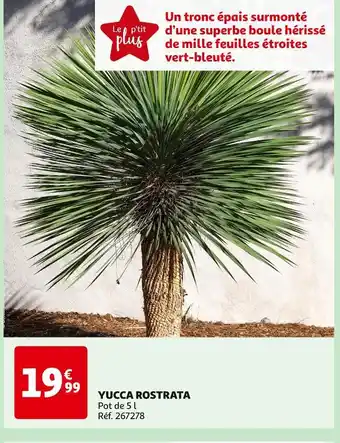 Auchan YUCCA ROSTRATA offre