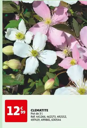 Auchan CLEMATITE offre