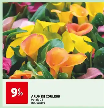 Auchan ARUM DE COULEUR offre