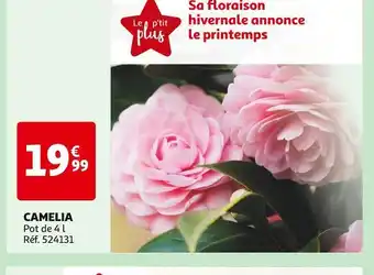 Auchan CAMELIA offre