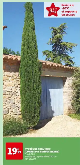 Auchan CYPRÈS DE PROVENCE (CUPRESSUS SEMPERVIRENS) offre