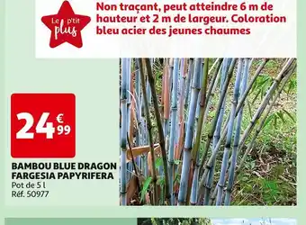 Auchan BAMBOU BLUE DRAGON FARGESIA PAPYRIFERA offre