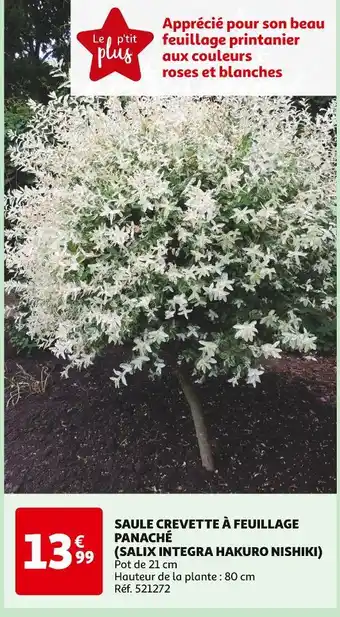 Auchan SAULE CREVETTE À FEUILLAGE PANACHÉ (SALIX INTEGRA HAKURO NISHIKI) offre