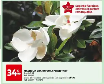 Auchan MAGNOLIA GRANDIFLORA PERSISTANT offre