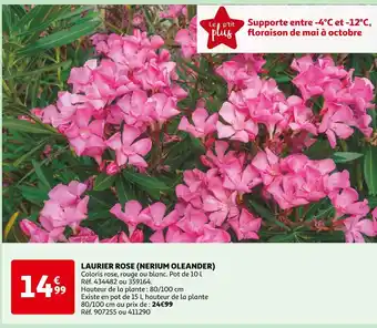 Auchan LAURIER ROSE (NERIUM OLEANDER) offre