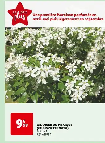 Auchan ORANGER DU MEXIQUE (CHOISYA TERNATA) offre