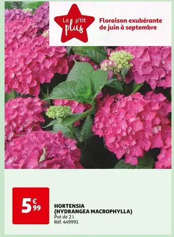 Auchan HORTENSIA (HYDRANGEA MACROPHYLLA) offre