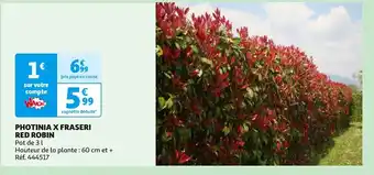 Auchan PHOTINIA X FRASERI RED ROBIN offre