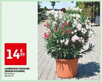 Auchan LAURIER ROSE TRICOLORE (NERIUM OLEANDER) offre