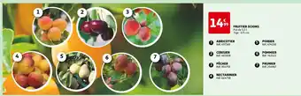 Auchan FRUITIER SCIONS offre