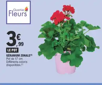 GÉRANIUM ZONALE