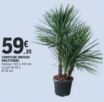 E.Leclerc CORDYLINE INDIVISA MULTITRONC offre