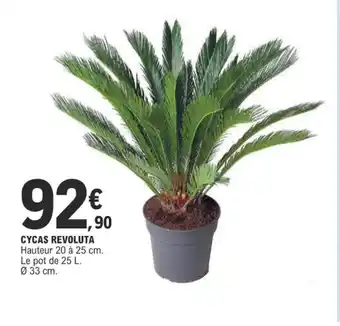E.Leclerc CYCAS REVOLUTA offre