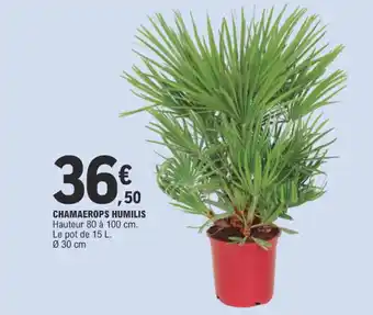 E.Leclerc CHAMAEROPS HUMILIS offre