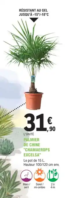 E.Leclerc Jardi L'UNITÉ PALMIER DE CHINE "CHAMAEROPS EXCELSA" offre