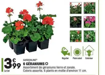ALDI 6 Géraniums Gardenline offre