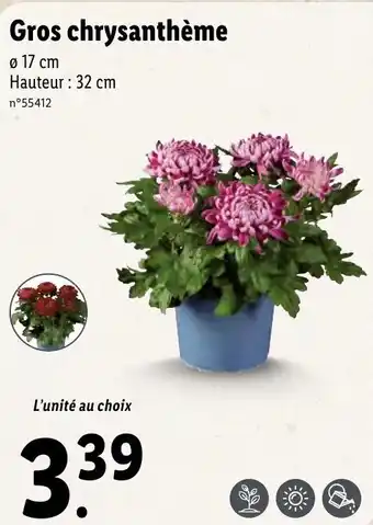 Gros chrysanthème