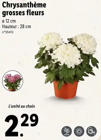 Lidl Chrysanthème grosses fleurs offre