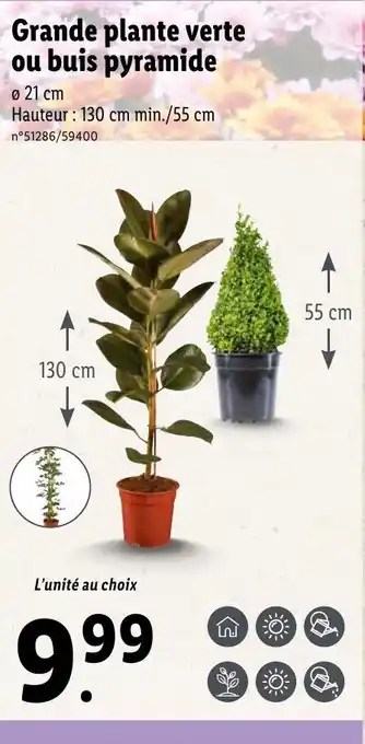 Lidl Grande plante verte ou buis pyramide offre