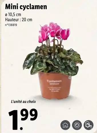 Lidl Mini cyclamen offre