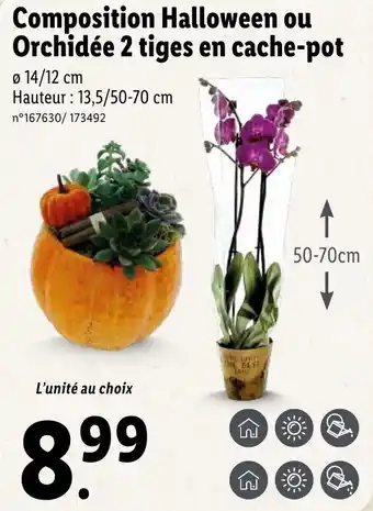 Composition halloween ou orchidée 2 tiges en cache-pot