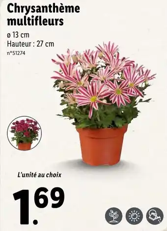 Lidl Chrysanthème multifleurs offre
