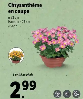 Chrysanthème en coupe