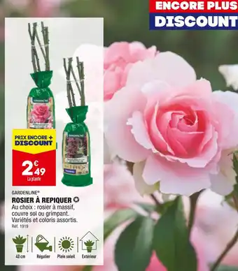 ALDI GARDENLINE ROSIER À REPIQUER offre