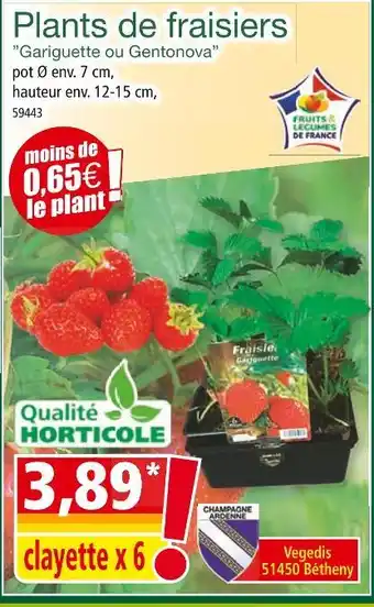 Norma Plants de fraisiers Gariguette ou Gentonova offre