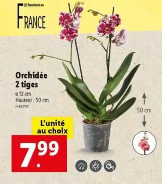 Lidl Orchidée 2 tiges offre