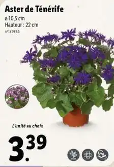 Lidl Aster de ténérife offre