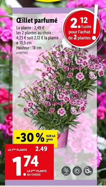 Lidl Œillet parfumé offre