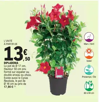 E.Leclerc DIPLADENIA offre