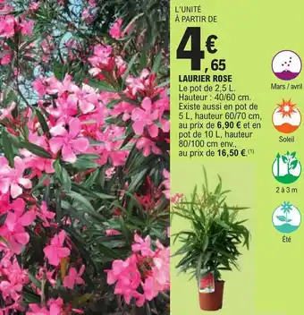 E.Leclerc LAURIER ROSE offre