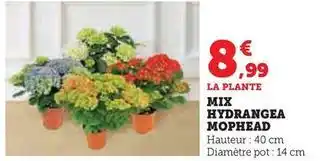 Super U Mix hydrangea mophead offre