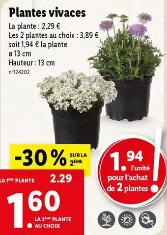 Lidl Plantes vivaces offre