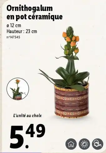 Lidl Ornithogalum en pot céramique offre