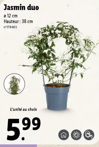 Lidl Jasmin duo Ø 12 cm offre