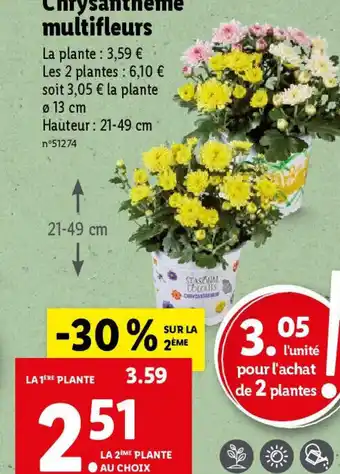 Lidl Chrysanthème multifleurs offre