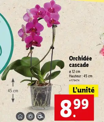 Lidl Orchidée cascade offre